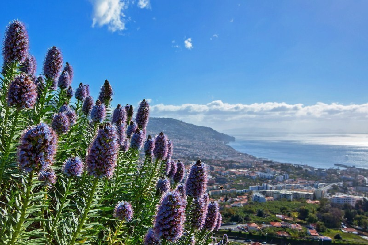 V32 - New Years Eve Madeira Fireworks and Sailing - SantaMariaManuela